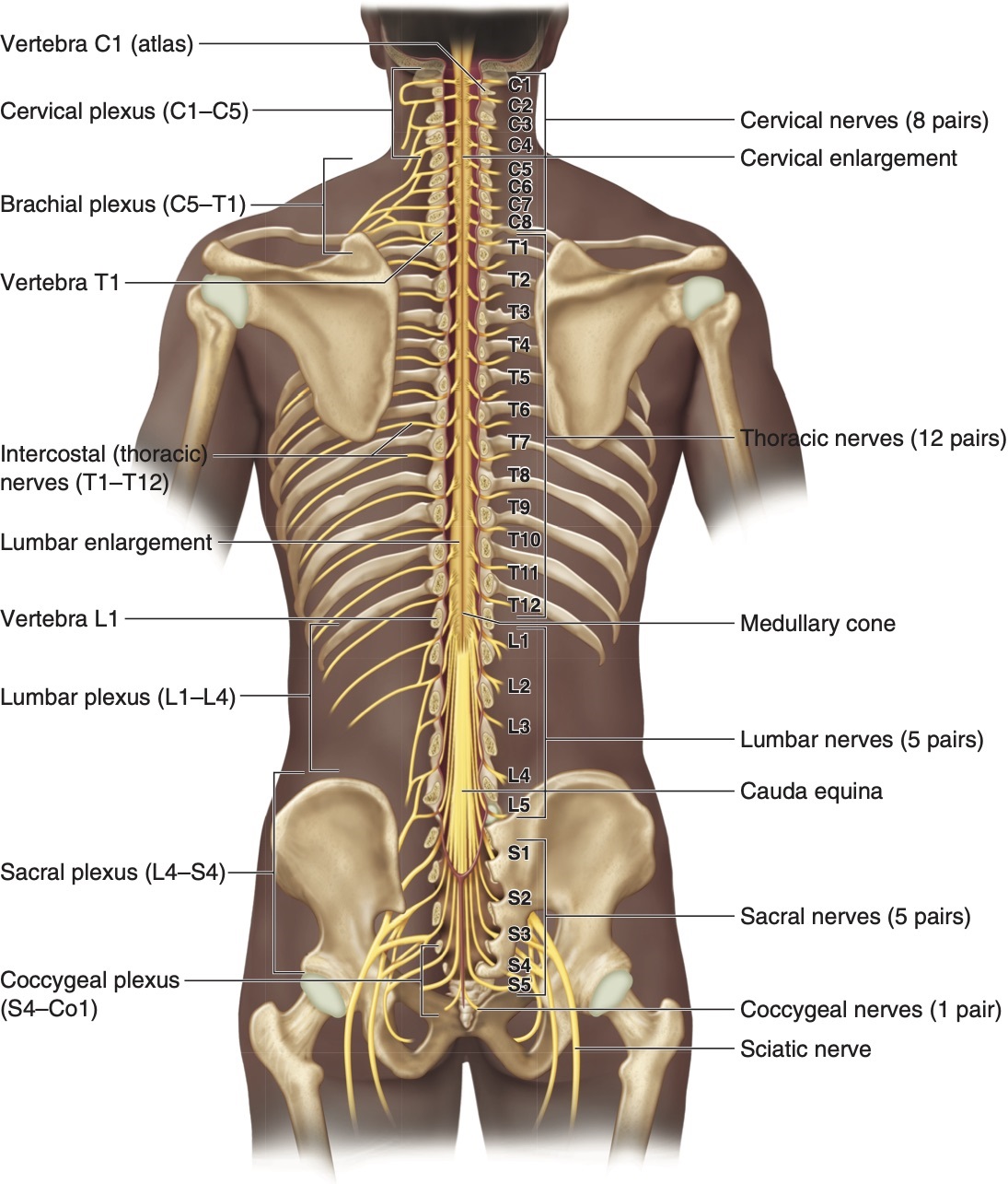 spinal-nerves-diagram-quizlet